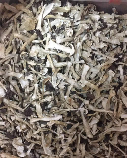 這兩種同樣名為“雪菌”的食材，你都見過嗎？