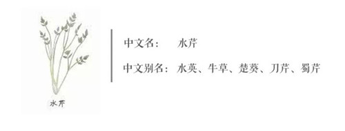 【水芹】味道兩極分化，讓人又愛又恨