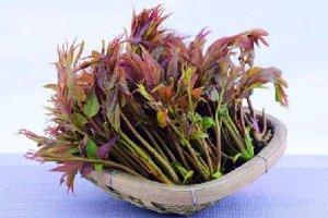 長(zhǎng)在樹(shù)頭的鮮嫩蔬菜