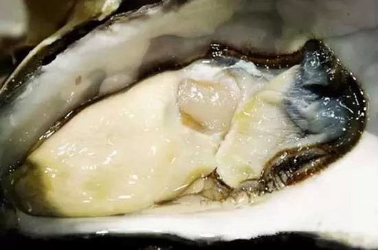 22種世界頂級名蠔，你吃過多少種？