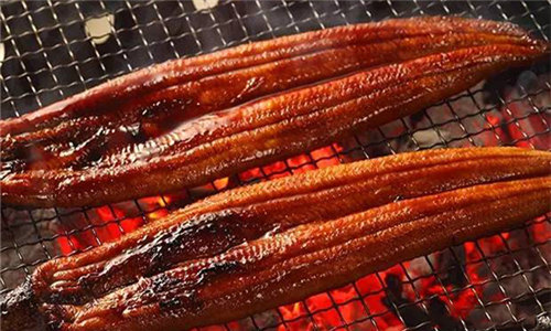 【鰻魚】“鰻月鰻日”并非在鰻魚最肥美的季節？