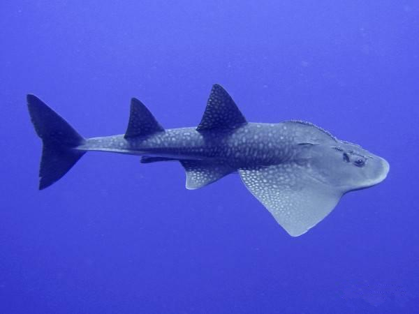 【水產】 鰩、鲼、魟分別是什么魚？跟老板魚又有什么關系？