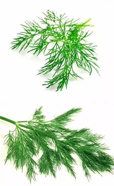 這28種常見香料，有很多廚師都還認不全！