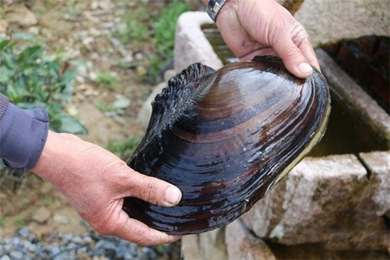 【河鮮】河鮮正是三月好，有哪些淡水河鮮值得出品呢？