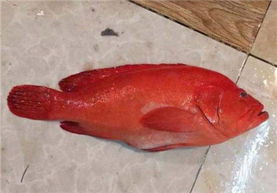 紅玫瑰很常見，可紅玫瑰魚你有見過嗎？