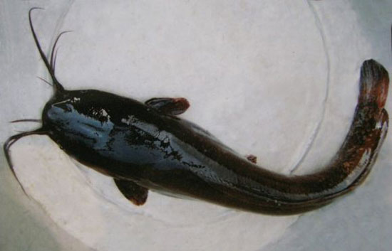 【塘鲺】這種魚原來是有名的滋補品——塘鲺魚