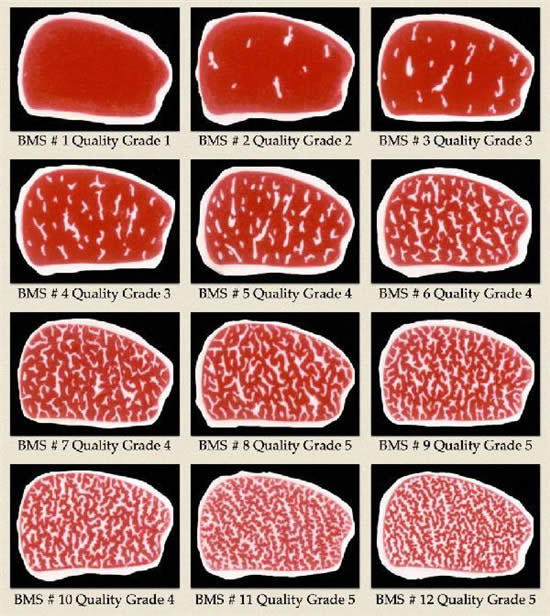 【日本和牛】世界上最貴的牛肉.jpg