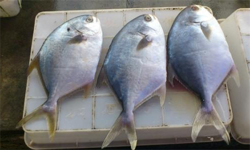 【斗倉魚】江湖地位極高的粵式野生食材