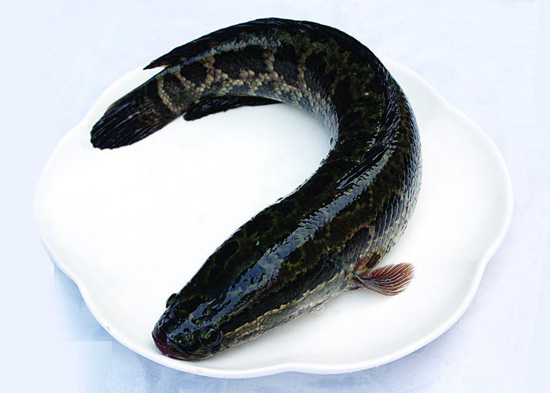 黑魚的功效與作用