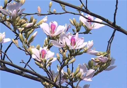 一桌鮮花即成宴！帶你領略云南鮮花宴的魅力！