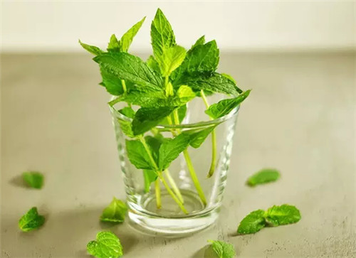 想菜肴增添清新感？用它就對了！