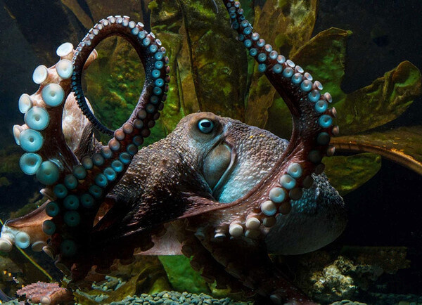 【章魚】廚師們，其實你們并不了解章魚.jpg