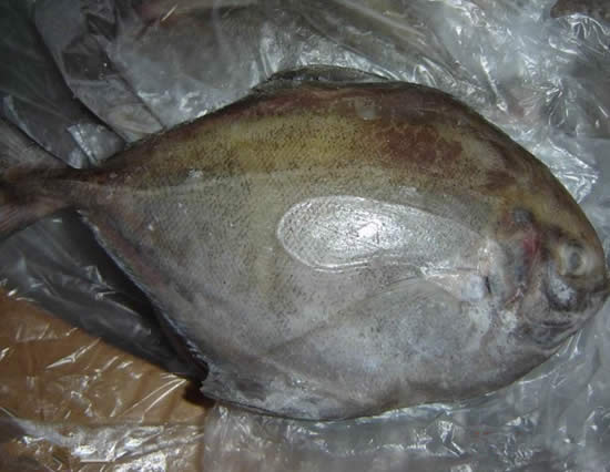 【烏鯧】五月好魚馬鮫鯧——烏鯧