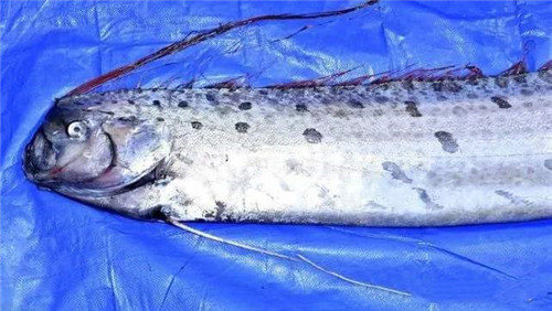最長達11米！這種“巨型帶魚”到底是什么？真相是……