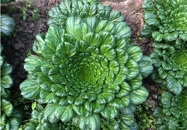【烏塌菜】被譽(yù)為“維他命”的蔬菜——烏塌菜