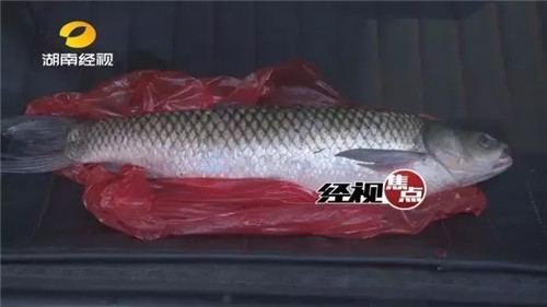 神秘怪魚煮不爛、嚼不動，知道真相的粵廚笑慘了