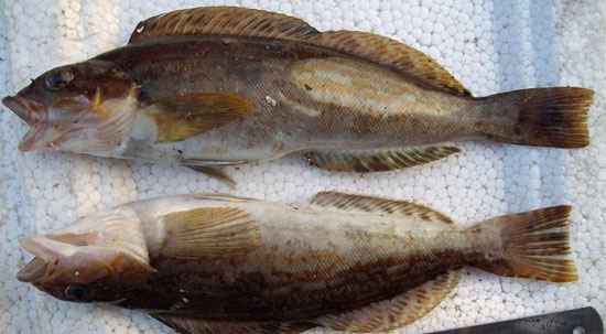 六線魚的做法