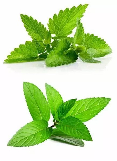 這28種常見香料，有很多廚師都還認不全！