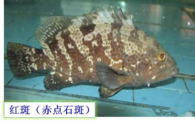 【石斑魚】可能是史上最權威的石斑魚介紹，如何區分珍珠龍膽、龍