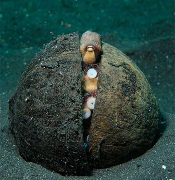 【章魚】廚師們，其實你們并不了解章魚.jpg