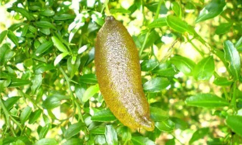 【指橙】擁有香腸外表的水果魚子醬，你見過嗎？