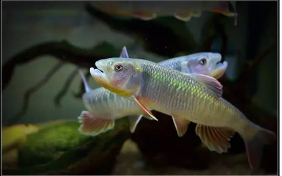 【馬口魚】珍貴淡水魚類——馬口魚