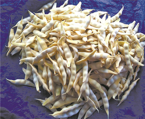 東北有種豆角叫“兔子翻白眼”，比普通豆角貴5倍……