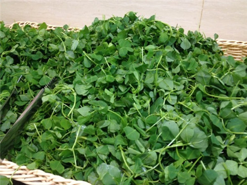 春季野菜之王，大眾食客的最愛！