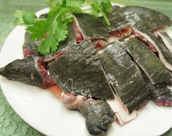 甲魚怎么宰殺