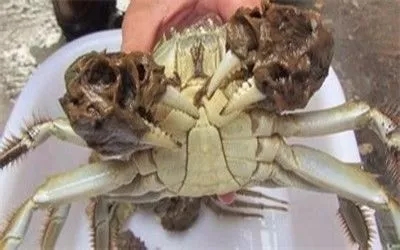 假的陽澄湖大閘蟹你還買？聰明人都去這些地區買了！