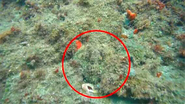【章魚】廚師們，其實你們并不了解章魚.jpg