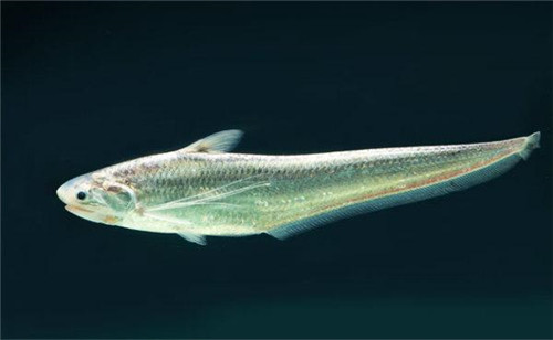 江刀、海刀、明前刀……原來刀魚還可以這樣分！