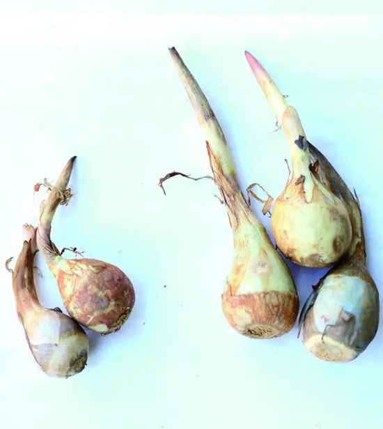 廣州茨菰與云南茨菰