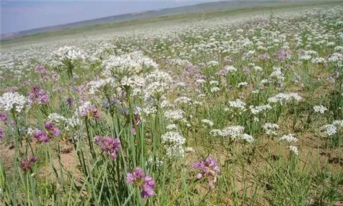 【沙蔥】天賜草原的“菜中靈芝”