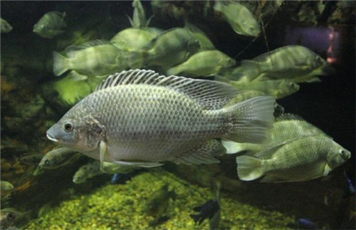 這種魚刺少、好吃又便宜，廣東人為什么不愛吃？