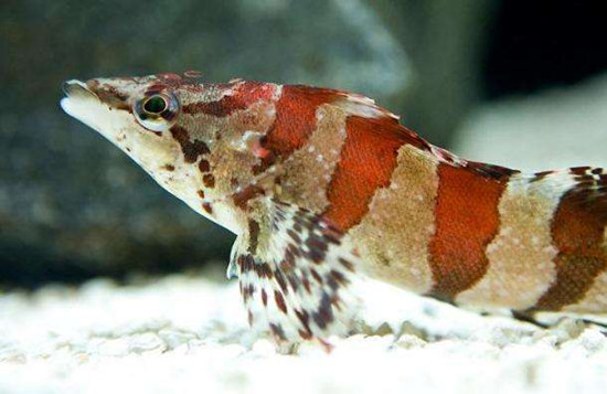 六線魚.jpg