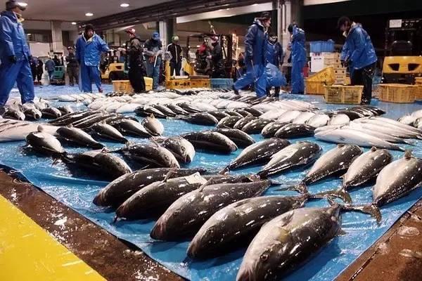 鰤魚，沖擊靈魂的頂級食材