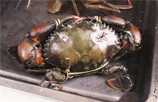 【熱賣菜】混混海鮮鍋