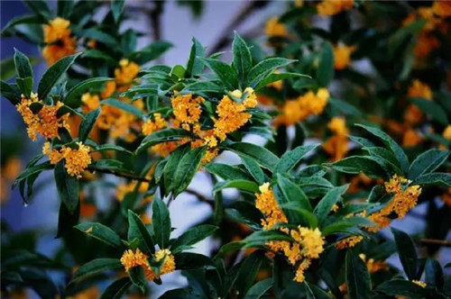 【桂花】沁人心脾的香味，甜香氤氳的食材