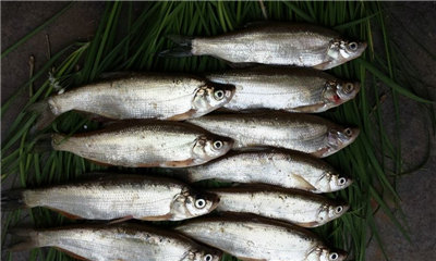 【刁子魚】杜甫詩云“白魚如切玉”的御用貢品食材