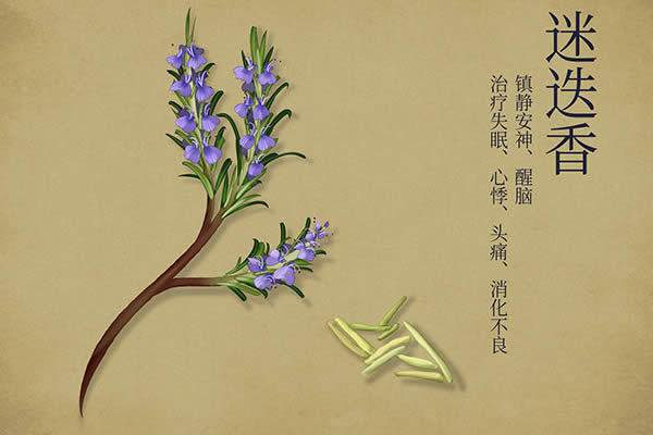 迷迭香的功效與作用