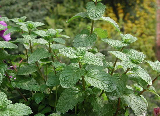 【薄荷】夏日一抹清新的翠綠——薄荷.jpg