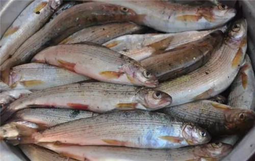 這種曾經(jīng)的冷水魚王，如今很難再見！