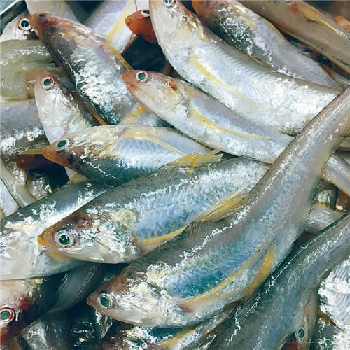 推薦五種時令魚，任一種都是最頂級的鮮美！