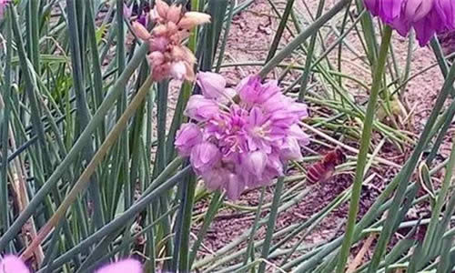 【沙蔥】天賜草原的“菜中靈芝”