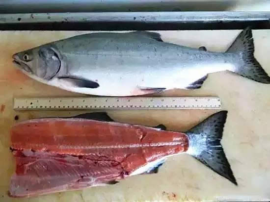 三文魚的種類，99%的廚師都不知道！（附6款新做法）