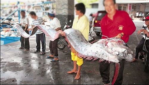 最長達11米！這種“巨型帶魚”到底是什么？真相是……