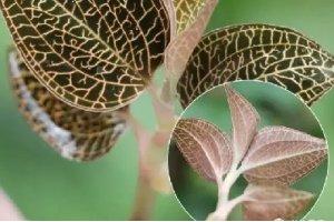 “吃草”吃得多了，“神草”你吃過沒？