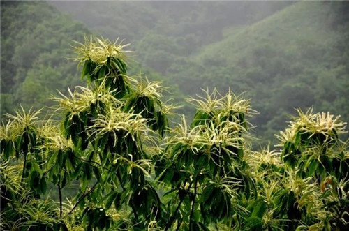 【栗子】秋風(fēng)起，香甜栗子吸引八方食客