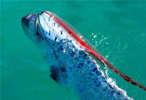 最長達11米！這種“巨型帶魚”到底是什么？真相是……